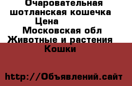 Очаровательная шотланская кошечка › Цена ­ 3 500 - Московская обл. Животные и растения » Кошки   